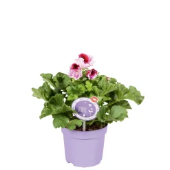 Edelgeranie Topf- Durchmesser 12 cm ^ Plantiflor