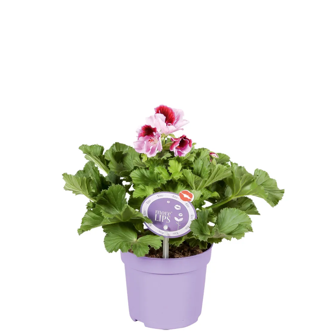 Edelgeranie Topf- Durchmesser 12 cm ^ Plantiflor