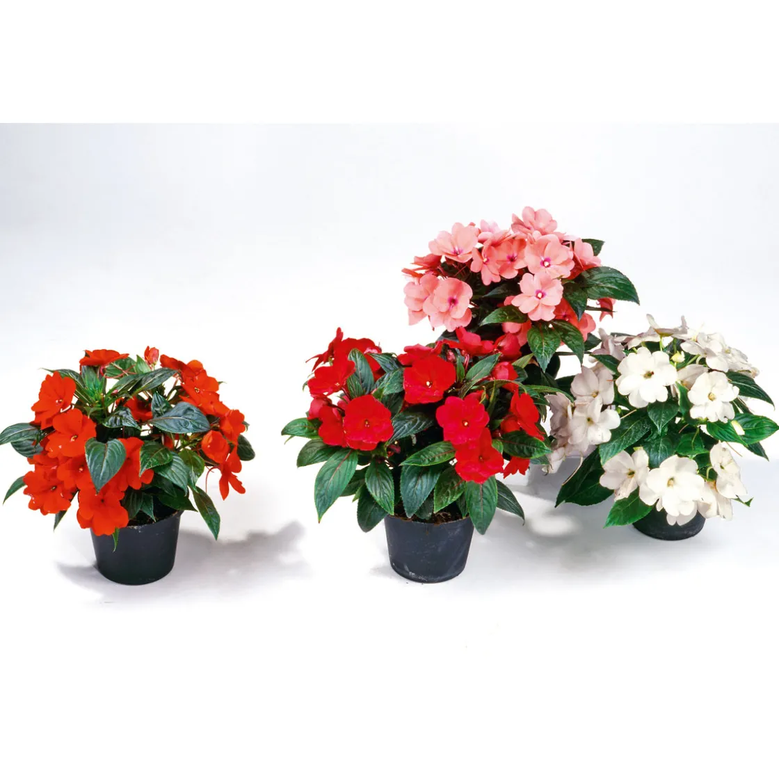 Edellieschen T12 versch Farben ^ Plantiflor Hot
