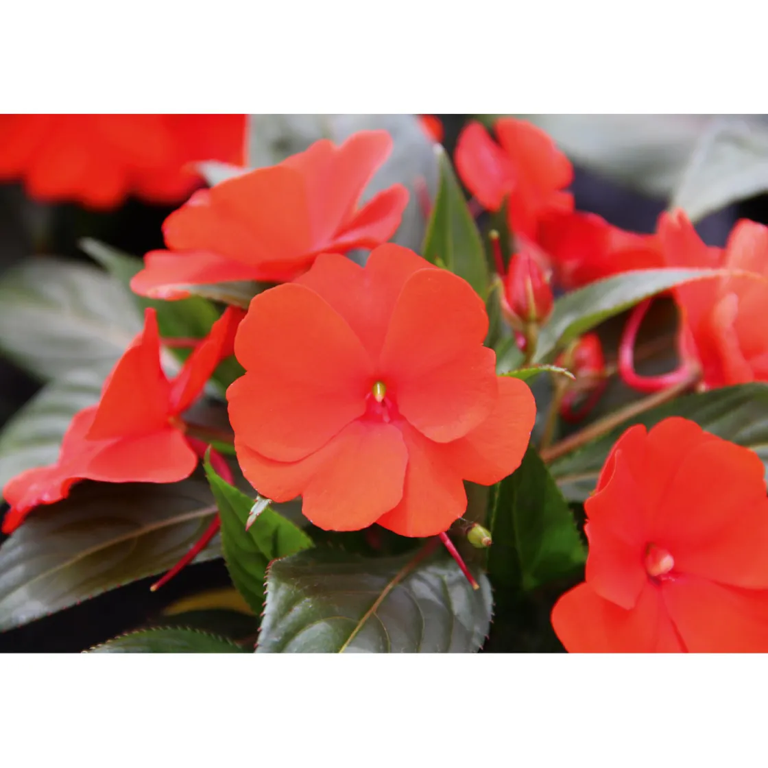 Edellieschen T12 versch Farben ^ Plantiflor Hot