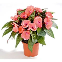 Edellieschen T12 versch Farben ^ Plantiflor Hot