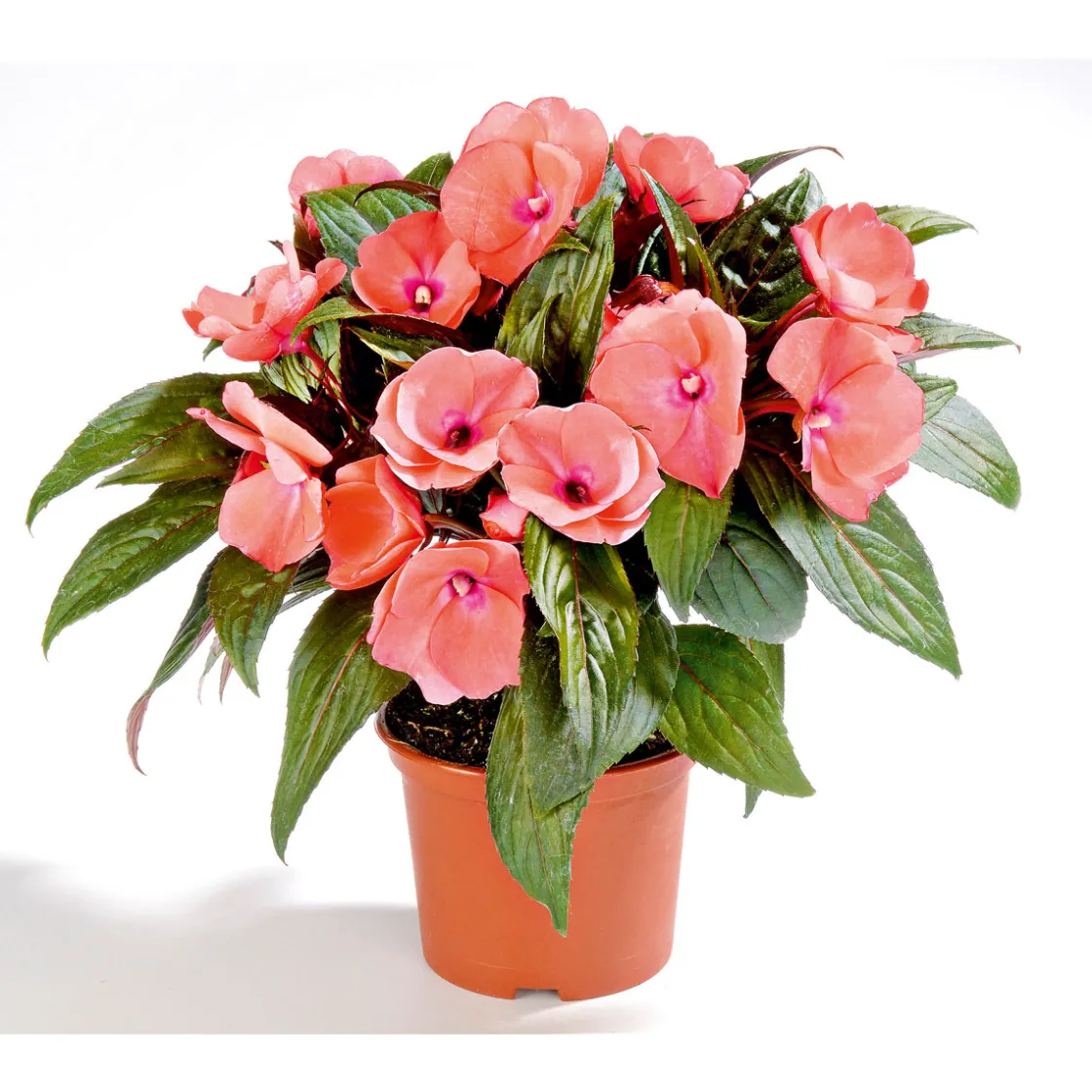 Edellieschen T12 versch Farben ^ Plantiflor Hot