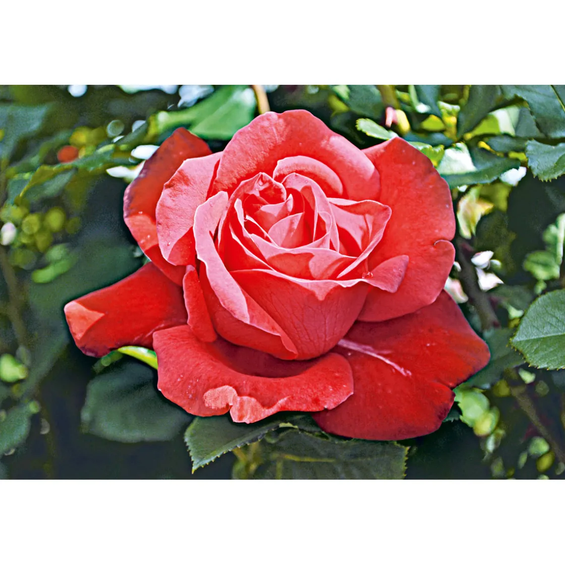 Edelrose rot Topf- Durchmesser 19 cm ^ Plantiflor Best