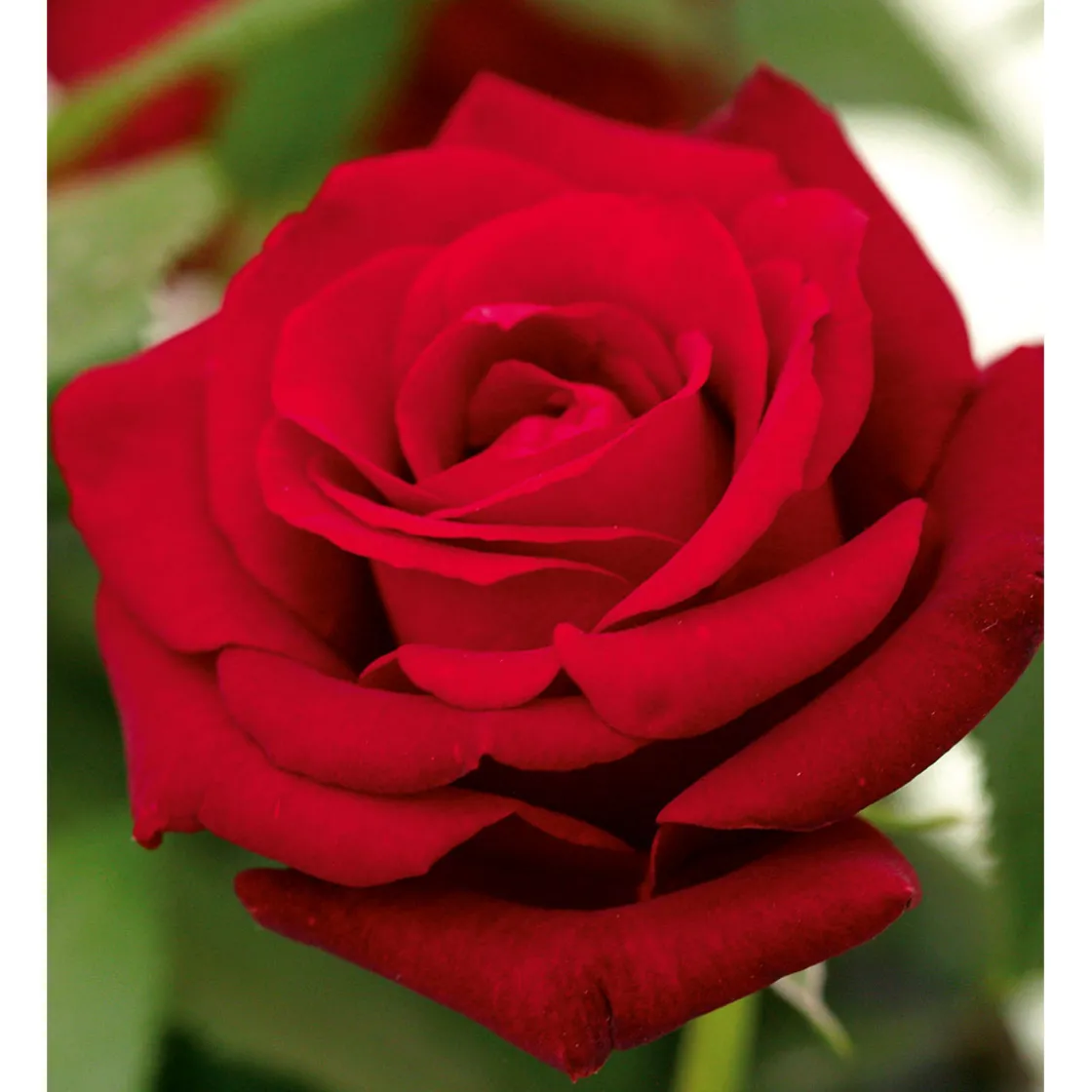 Edelrose rot Topf- Durchmesser 19 cm ^ Plantiflor Best