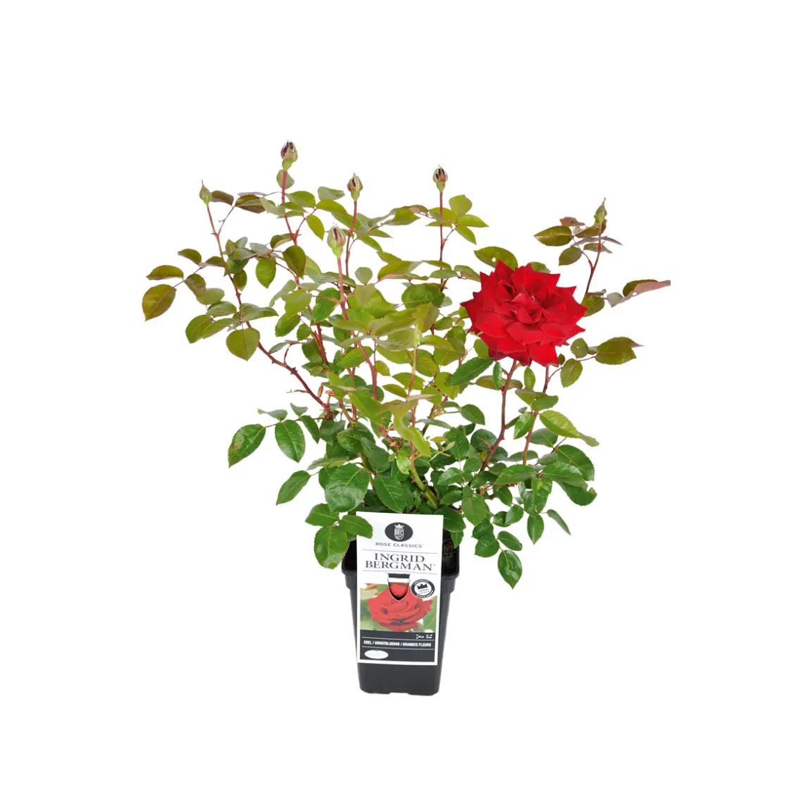 Edelrose rot Topf- Durchmesser 19 cm ^ Plantiflor Best