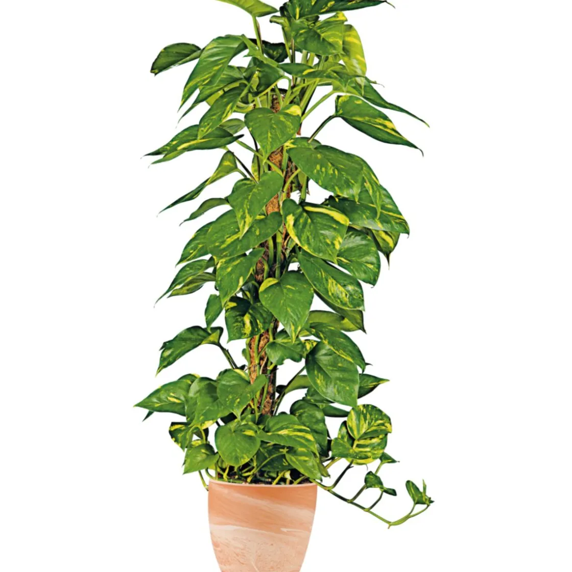 Efeutute am Moosstab 120-130 cm T24 ^ Plantiflor Clearance