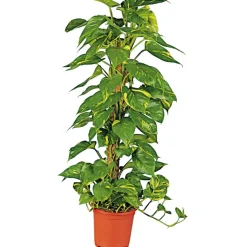 Efeutute am Moosstab 120-130 cm T24 ^ Plantiflor Clearance