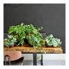 Efeutute Topf Durchmesser 12 cm ^ Plantiflor Discount