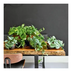 Efeutute Topf Durchmesser 12 cm ^ Plantiflor Discount