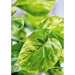 Efeutute Topf Durchmesser 12 cm ^ Plantiflor Discount