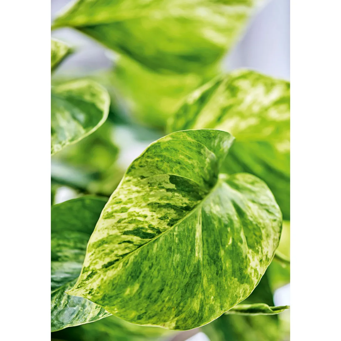 Efeutute Topf Durchmesser 12 cm ^ Plantiflor Discount