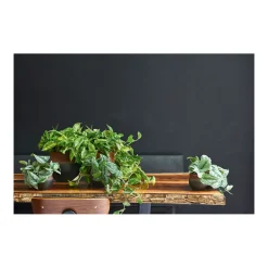 Efeutute Topf Durchmesser 12 cm ^ Plantiflor Discount