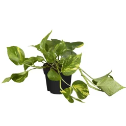 Efeutute Topf Durchmesser 12 cm ^ Plantiflor Discount