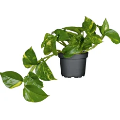 Efeutute Topf Durchmesser 12 cm ^ Plantiflor Discount