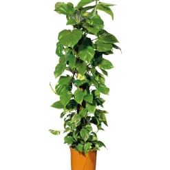 Efeutute Topf Durchmesser 21 cm ^ Plantiflor