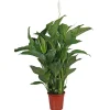 Einblatt 100 cm Topf 21 cm ^ Plantiflor New