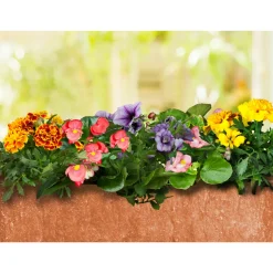 Eisbegonie Topf Durchmesser 10,5 cm ^ Plantiflor Online