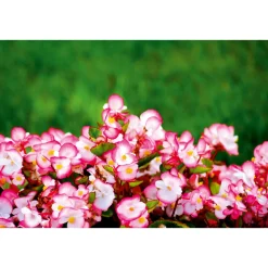 Eisbegonie Topf Durchmesser 10,5 cm ^ Plantiflor Online