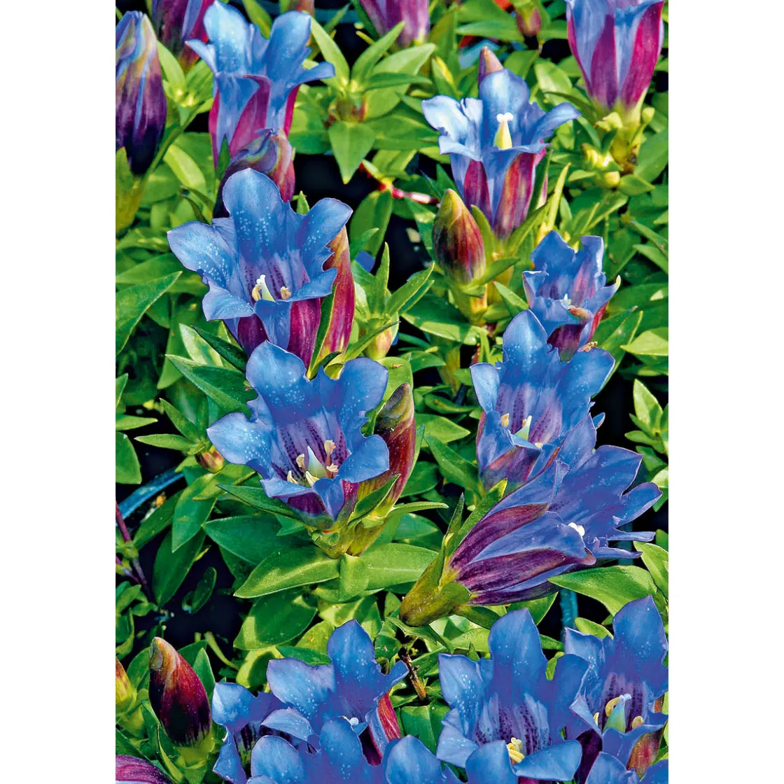 Enzian blau Topf- Durchmesser 10,5 cm ^ Plantiflor Clearance