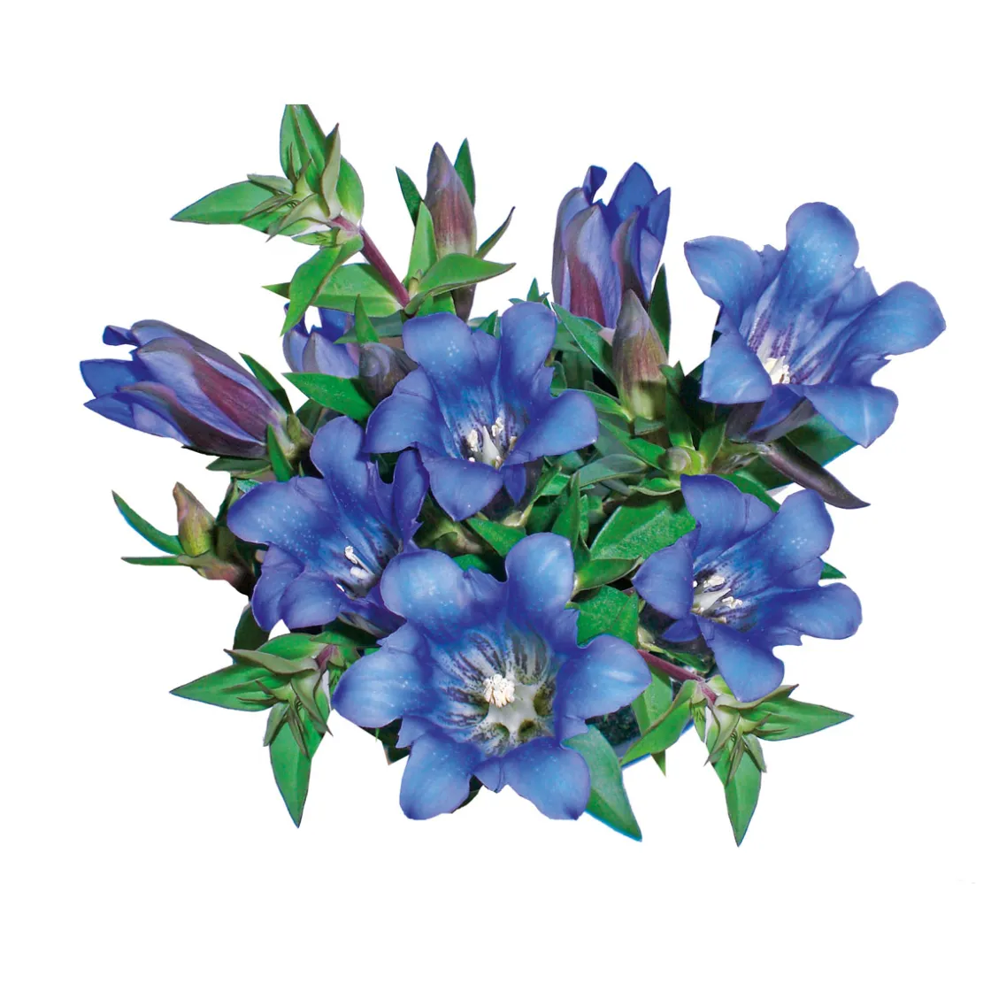 Enzian blau Topf- Durchmesser 10,5 cm ^ Plantiflor Clearance