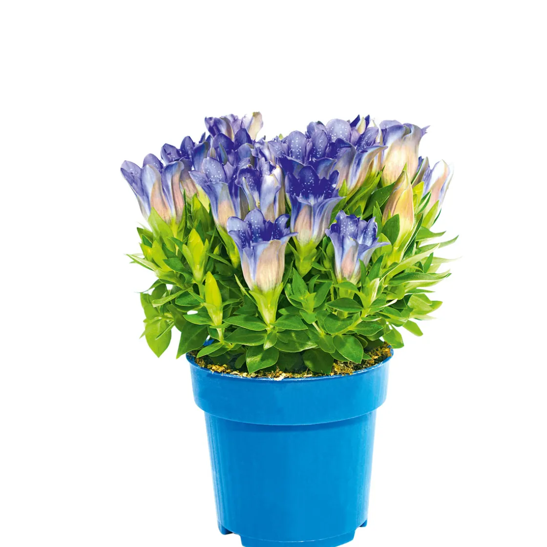 Enzian blau Topf- Durchmesser 10,5 cm ^ Plantiflor Clearance