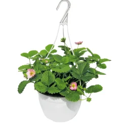 Erdbeeren-Ampel Topf Durchmesser 19 cm ^ Plantiflor Best