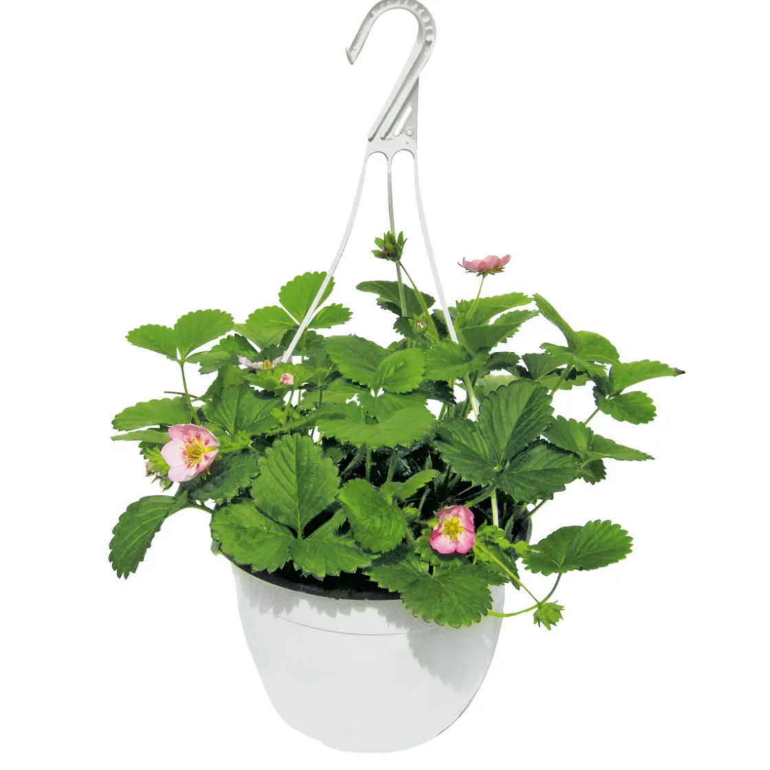 Erdbeeren-Ampel Topf Durchmesser 19 cm ^ Plantiflor Best
