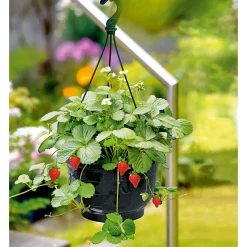 Erdbeeren-Ampel Topf Durchmesser 19 cm ^ Plantiflor Best