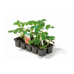 Erdbeeren verschiedene Sorten 10er-Pack ^ Plantiflor Hot