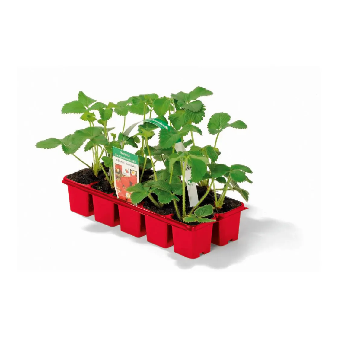 Erdbeeren verschiedene Sorten 10er-Pack ^ Plantiflor Hot