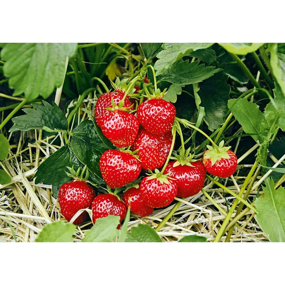 Erdbeeren verschiedene Sorten 10er-Pack ^ Plantiflor Hot
