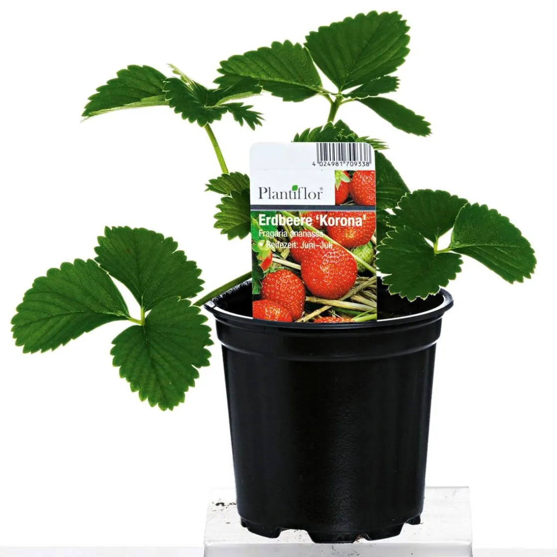 Erdbeerpflanzen verschiedene Sorten Topf Durchmesser 9,5 cm ^ Plantiflor Best