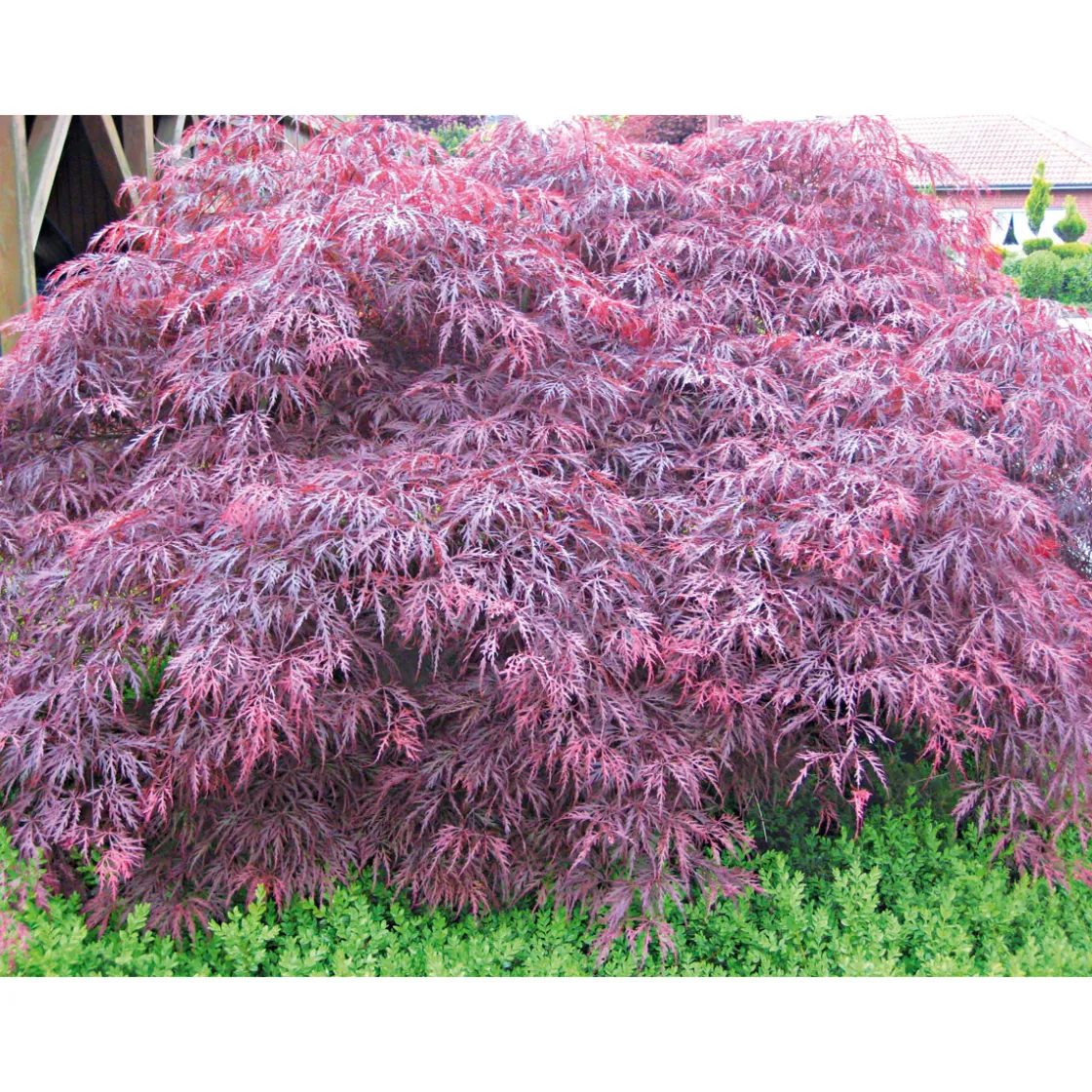 Fächerahorn im Topf Durchmesser 19 cm ^ Plantiflor Hot