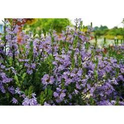 Fächerblume Topf Durchmesser 13 cm ^ Plantiflor