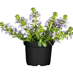 Fächerblume Topf Durchmesser 13 cm ^ Plantiflor