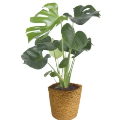 Fensterblatt 45-50 cm T 14 ^ Plantiflor Online
