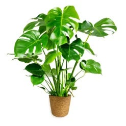 Fensterblatt 45-50 cm T 14 ^ Plantiflor Online