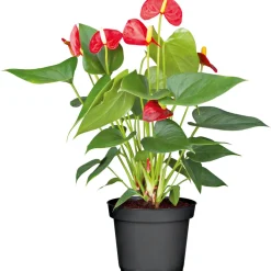 Flamingo-Blume Pink T14 ^ Plantiflor Outlet