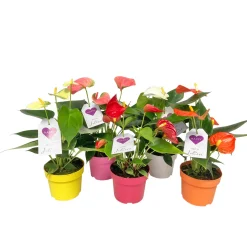 Flamingoblume Ton in Ton Topf- Durchmesser 10,5 cm ^ Plantiflor Clearance