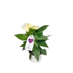 Flamingoblume Ton in Ton Topf- Durchmesser 10,5 cm ^ Plantiflor Clearance
