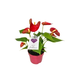 Flamingoblume Ton in Ton Topf- Durchmesser 10,5 cm ^ Plantiflor Clearance