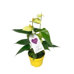Flamingoblume Ton in Ton Topf- Durchmesser 10,5 cm ^ Plantiflor Clearance