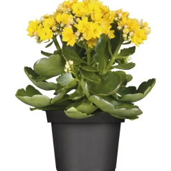 Flammendes Käthchen Calandiva T11 ^ Plantiflor New