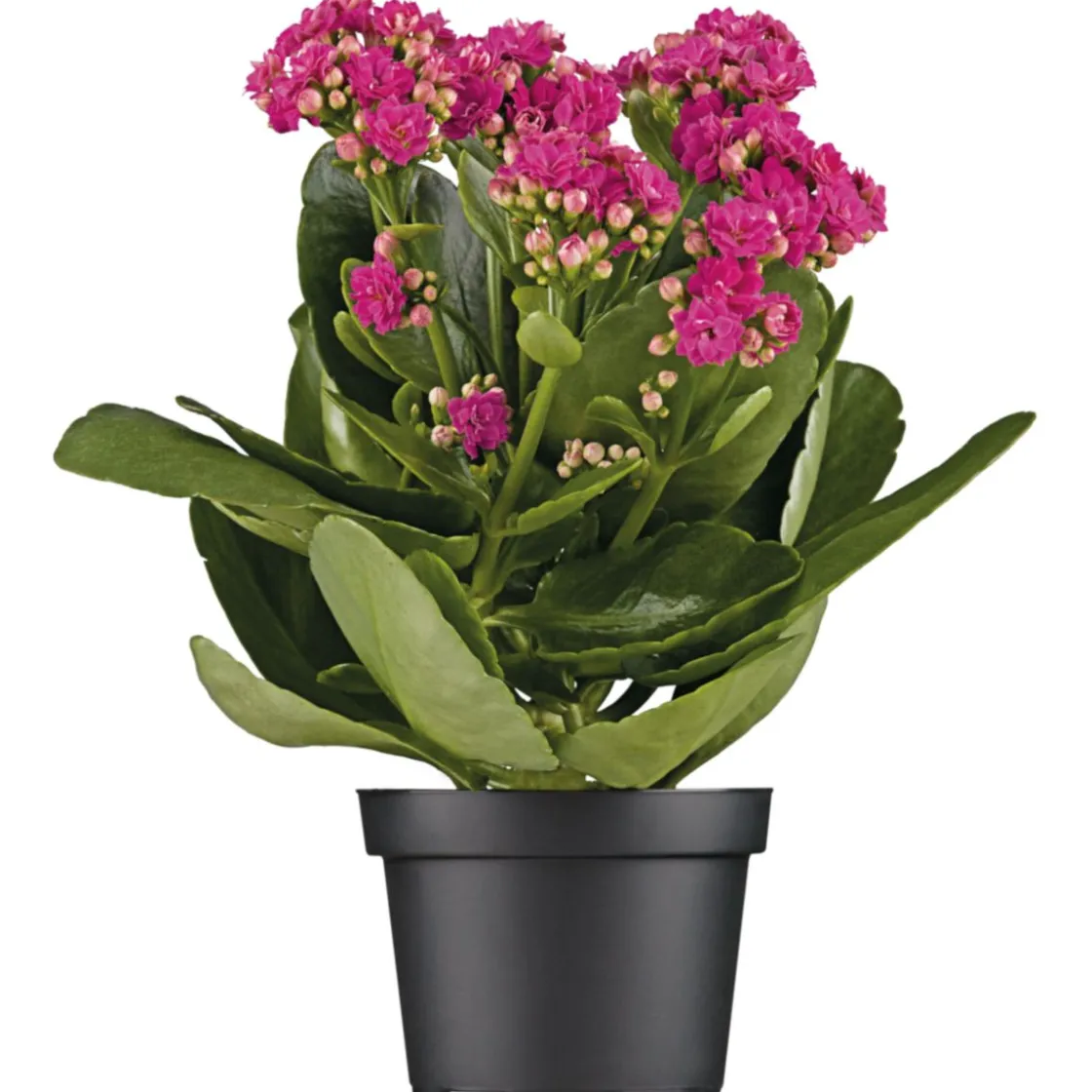 Flammendes Käthchen Calandiva T11 ^ Plantiflor New