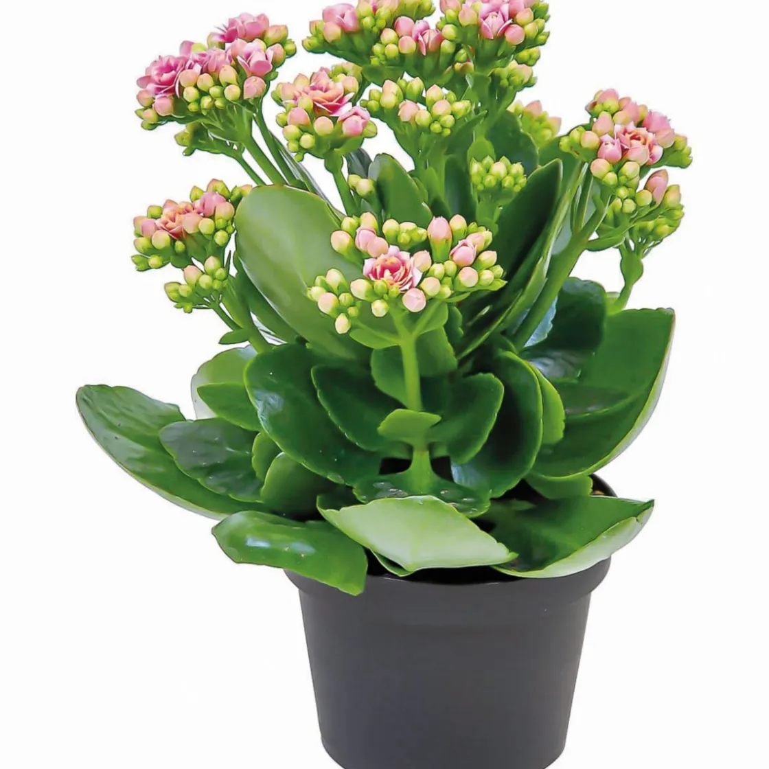 Flammendes Käthchen Calandiva T11 ^ Plantiflor New