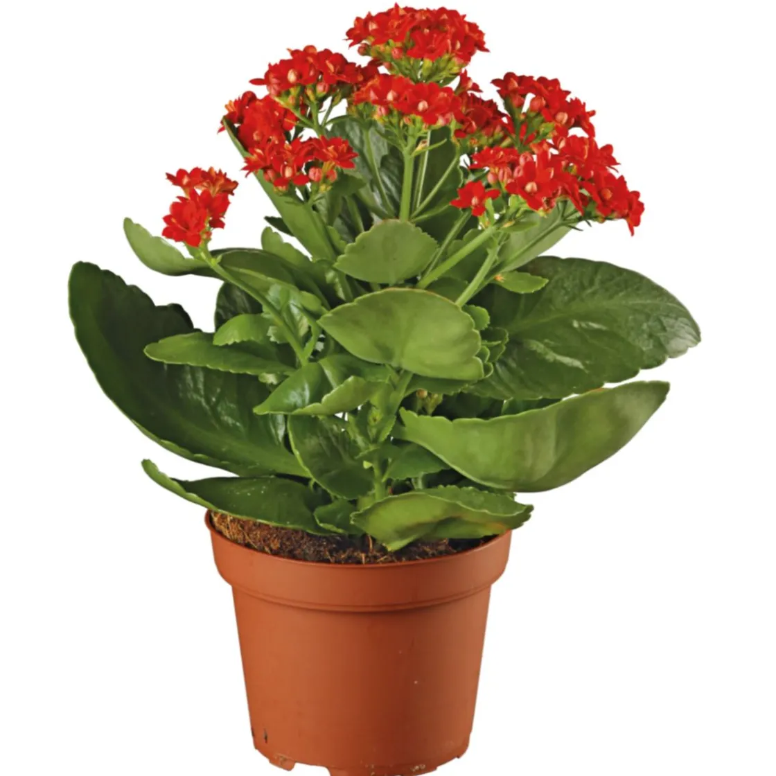 Flammendes Käthchen Calandiva T11 ^ Plantiflor New
