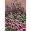 Fleißiges Lieschen Topf Durchmesser 10,5 cm ^ Plantiflor Sale