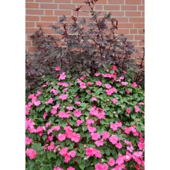 Fleißiges Lieschen Topf Durchmesser 10,5 cm ^ Plantiflor Sale