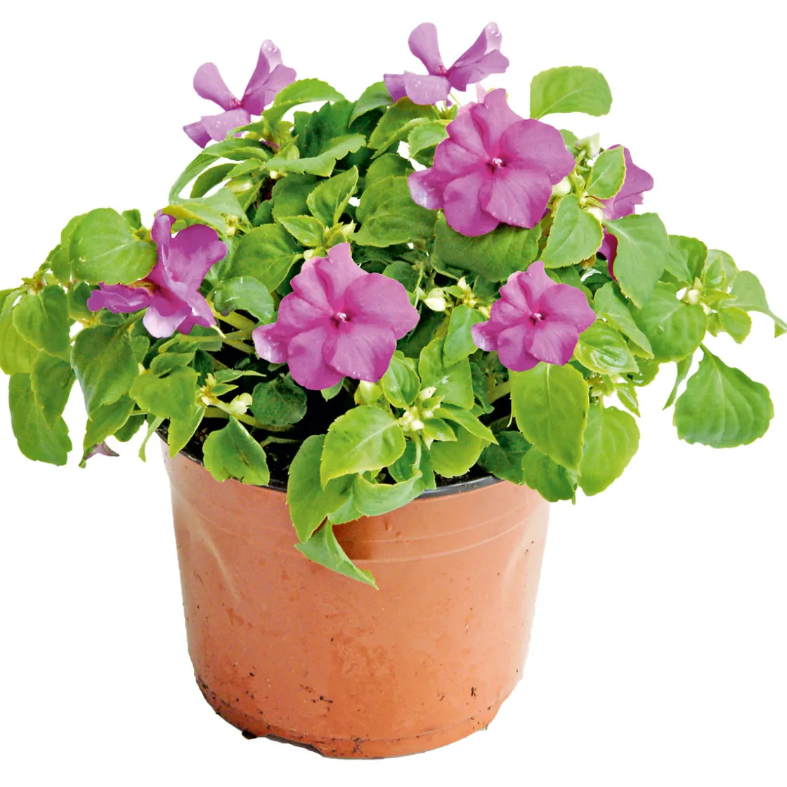 Fleißiges Lieschen Topf Durchmesser 10,5 cm ^ Plantiflor Sale
