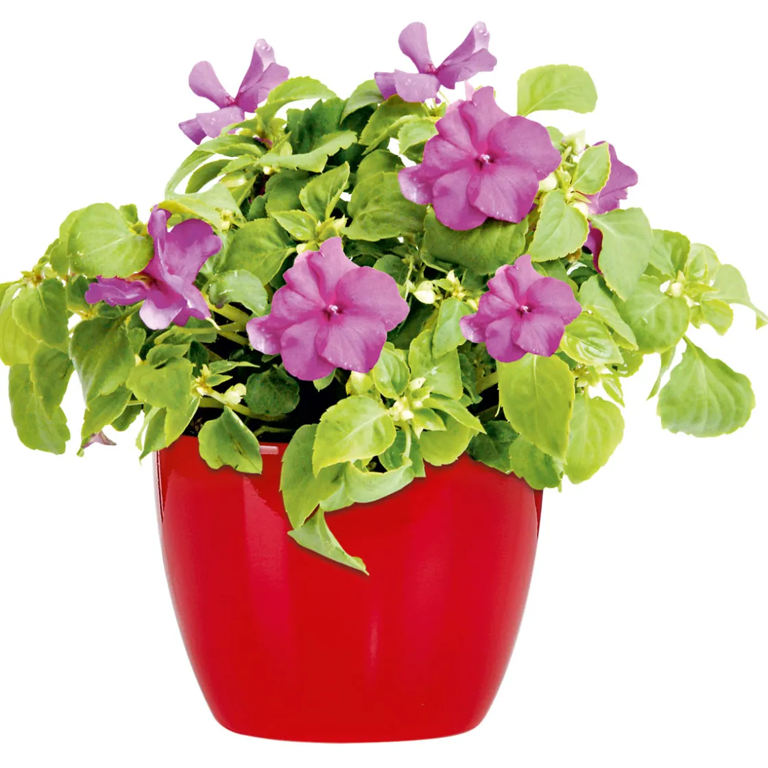 Fleißiges Lieschen Topf Durchmesser 10,5 cm ^ Plantiflor Sale
